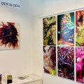 MAGIE  DER  ALGEN